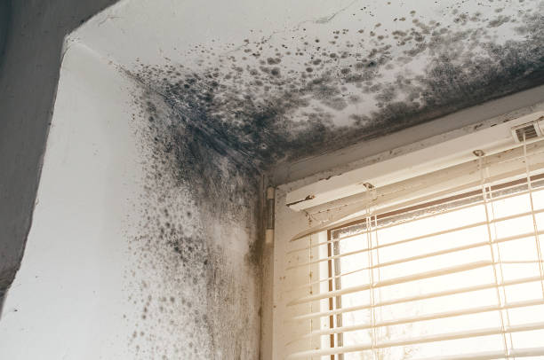 Affordable Mold Removal solutions in Halifax, NC